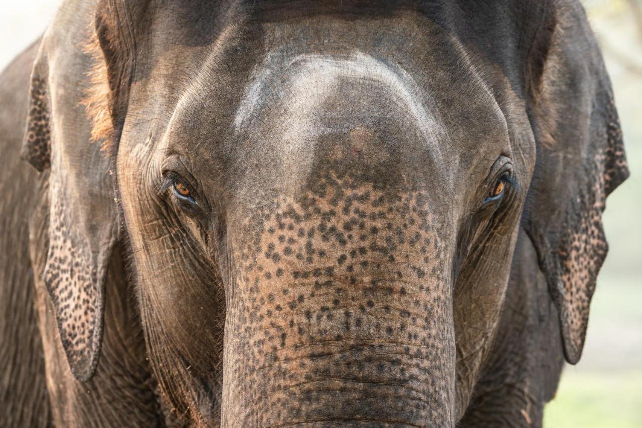 Kaav Safari Lodge, Kabini Begur Ngoại thất bức ảnh